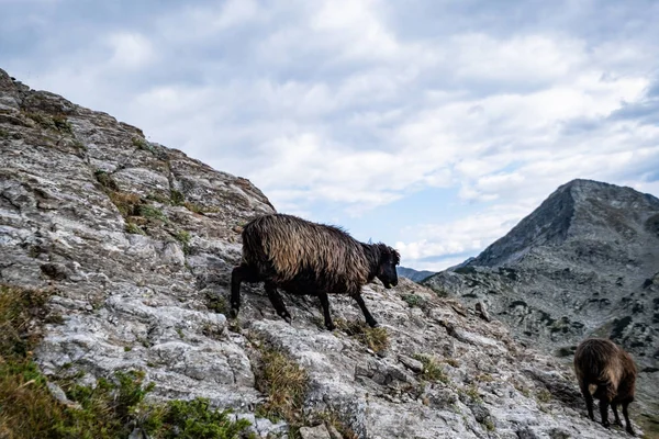 Fekete Báránycsorda Bolgár Hegyekben — Stock Fotó