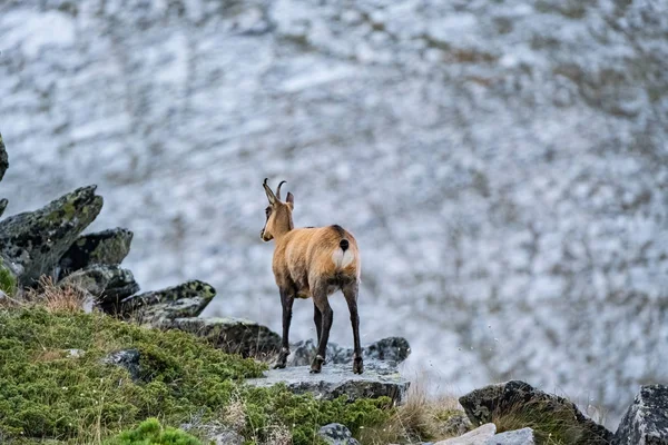 Дикие Козы Болгарских Горах Национальный Парк Пирин — стоковое фото