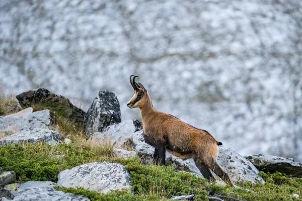 Wild Goats Bulgarian Mountains Pirin National Park — Stock Photo, Image