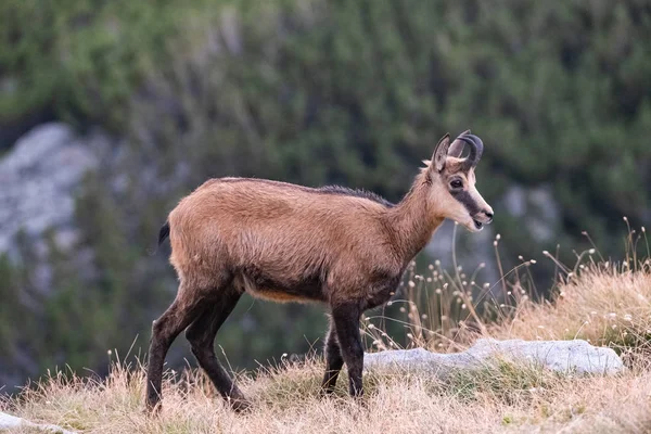 Wild Goats Bulgarian Mountains Pirin National Park — Stock Photo, Image