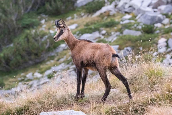 Wild Goats Bulgarian Mountains Pirin National Park — Stock Photo, Image