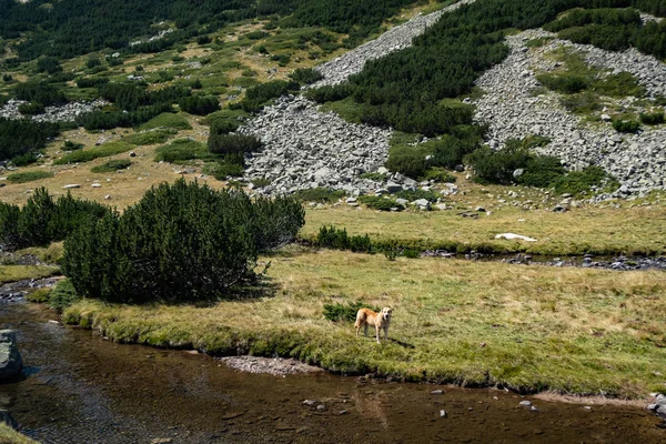 Вівчарка Літній Болгарській Горі — стокове фото