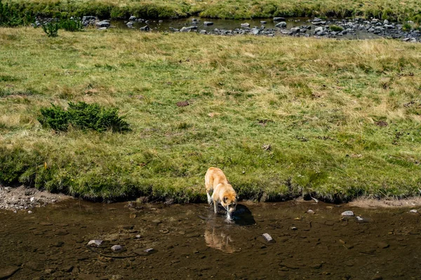夏のブルガリアの山で羊飼いの犬が — ストック写真
