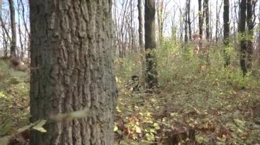 Yeşil üniformalı ve siyah maskeli bir asker sonbahar ormanında yürüyordu.