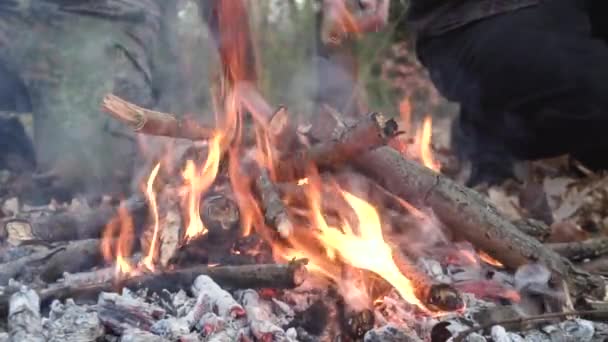 Fondo Con Fuego Naranja Fogata Bosque Verano — Vídeo de stock