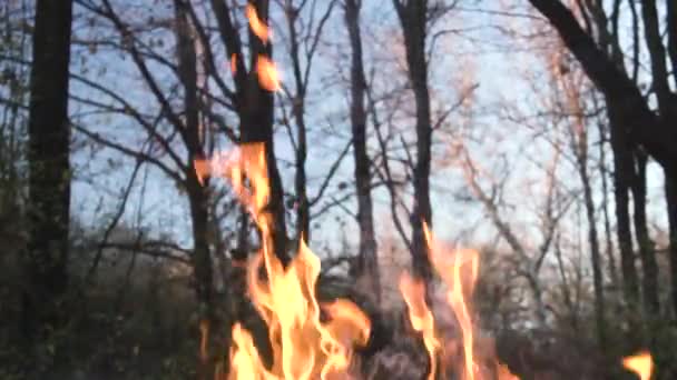 Fondo Con Fuego Naranja Fogata Bosque Verano — Vídeo de stock