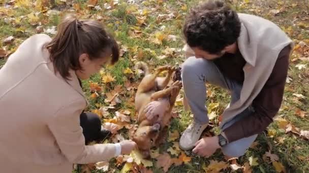 Paar Jongeren Spelen Met Hond Het Najaarspark — Stockvideo