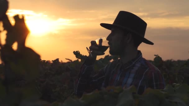 Giovane Contadino Barbuto Che Lavora Nei Campi Vigna Estivi Contro — Video Stock