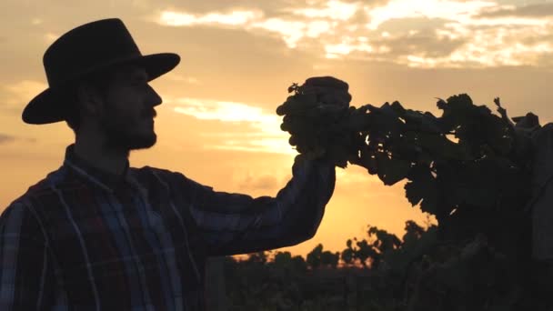 Young Bearded Male Farmer Working Summer Vineyard Fields Beautiful Sunset — Stock Video