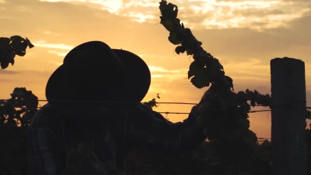 年轻的留着胡子的男性农民在夏日的葡萄园里干活 抵御美丽的落日 — 图库视频影像
