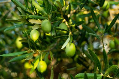 Bir Dalda Yeşil Zeytinin Yakın Çekim