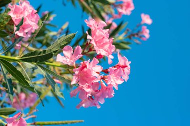 Güneşli bir günde güzel ve renkli tropikal çiçeklerin resmini kapat