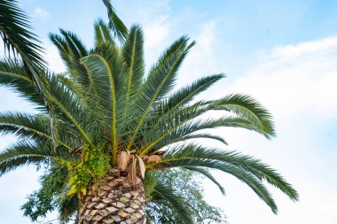 Yaz gününde palmiye ağacı resmi