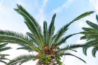 Yaz gününde palmiye ağacı resmi