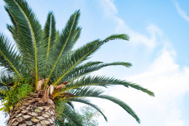 Yaz gününde palmiye ağacı resmi