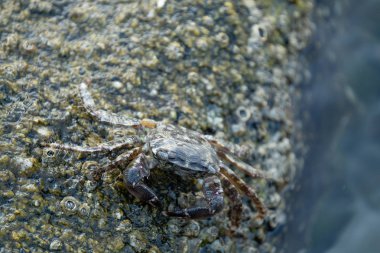 Sahildeki yengeci kapat.