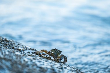 Sahildeki yengeci kapat.