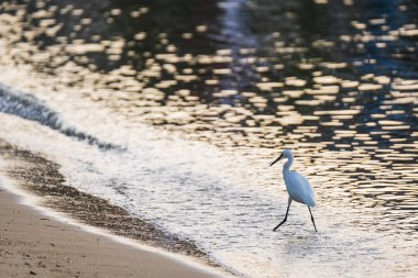 Beyaz balıkçıl ve arkaplanda sabah denizi