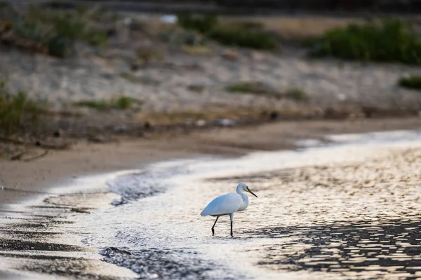 Reiher Und Morgenmeer Auf Dem Hintergrund — Stockfoto