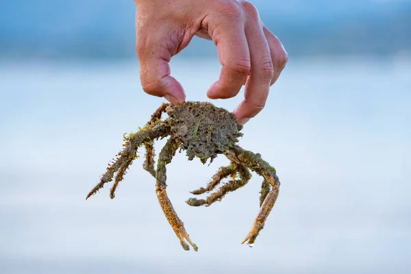 Close up of big crab in male hands and sea on background