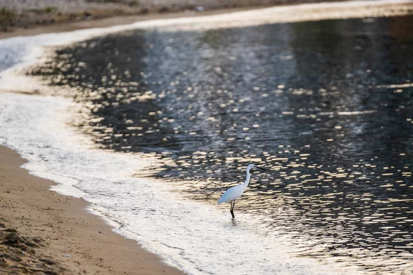 Reiher Und Morgenmeer Auf Dem Hintergrund — Stockfoto