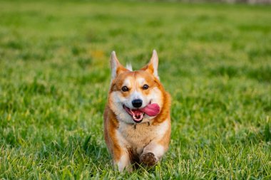 Yeşil çimlerde komik Corgi oyunu