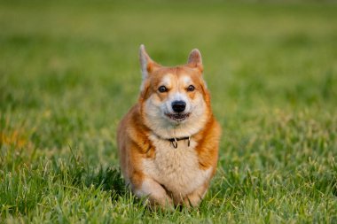 Yeşil çimlerde komik Corgi oyunu