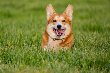 Yeşil çimlerde komik Corgi oyunu