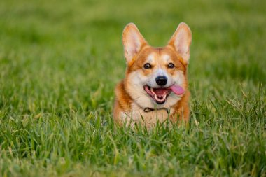 Yeşil çimlerde komik Corgi oyunu