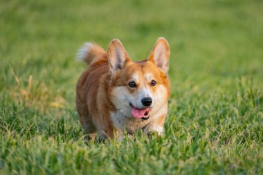 Yeşil çimlerde komik Corgi oyunu
