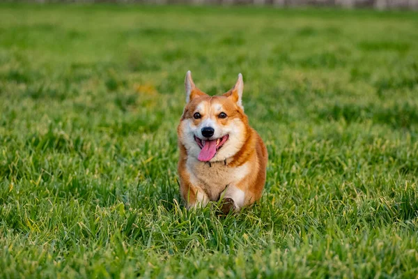 Corgi Engraçado Jogar Grama Verde — Fotografia de Stock