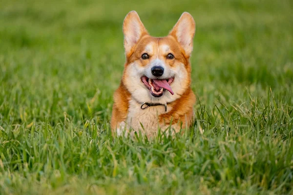 Lustiges Corgi Spiel Auf Dem Grünen Rasen — Stockfoto