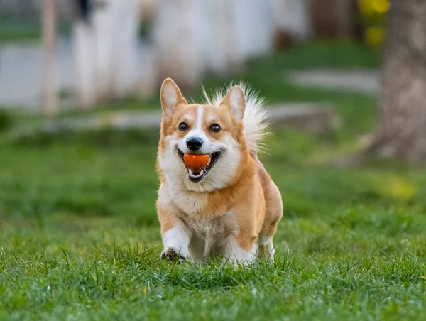 Corgi Engraçado Jogar Grama Verde — Fotografia de Stock