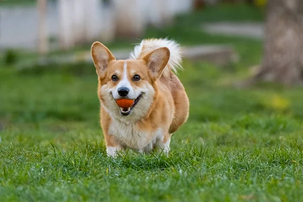 Vicces Corgi Játszik Zöld Füvön — Stock Fotó