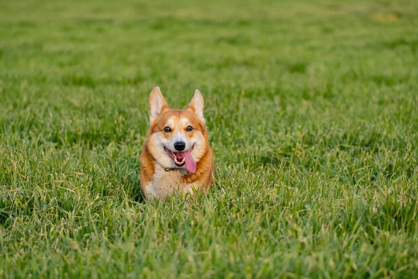 Lustiges Corgi Spiel Auf Dem Grünen Rasen — Stockfoto