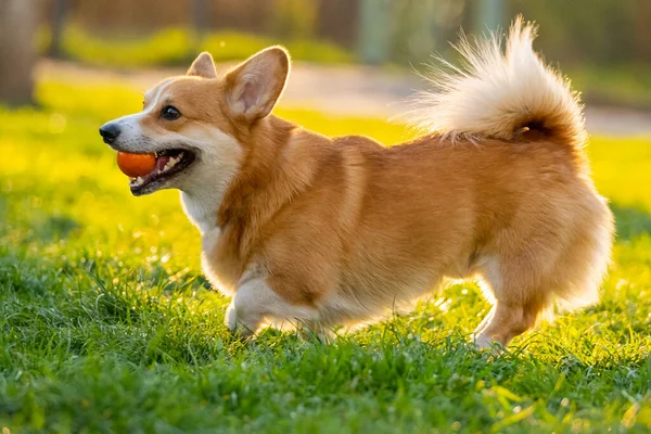 Αστεία Corgi Παιχνίδι Στο Πράσινο Γρασίδι — Φωτογραφία Αρχείου