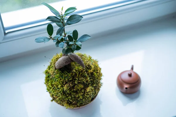 Geleneksel porselen çaydanlık ve bitkiler 