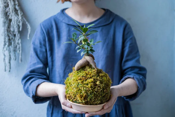 Kokedama Dengan Pohon Bonsai Atau Pohon Sukulen Tangan Perempuan Menutup — Stok Foto