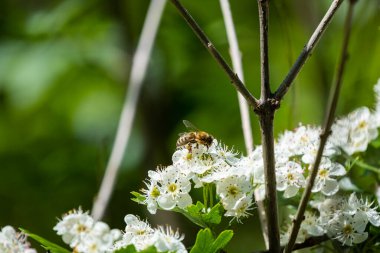 Beyaz çiçeklerin üzerindeki arıya yaklaş.