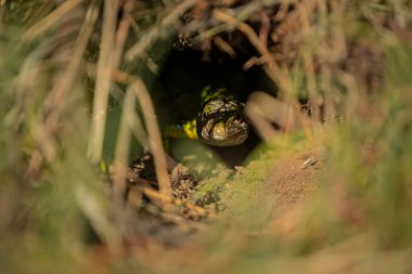 Yeşil kertenkeleye yaklaş.
