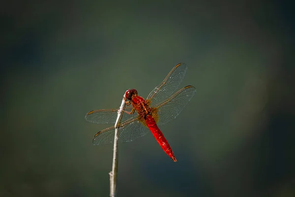 Close Dragonfly Sit Grass — Stock Photo, Image