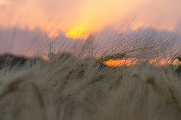 Primer Plano Trigo Verde Campo Verano Durante Puesta Del Sol — Foto de Stock