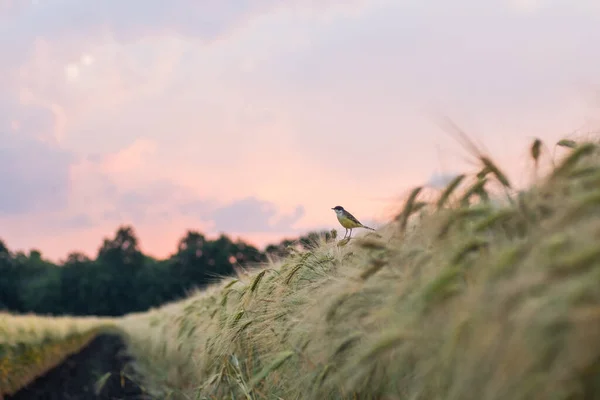 Τοπίο Σιτάρι Και Κίτρινο Πουλί Wagtail — Φωτογραφία Αρχείου