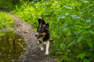 Yaz ormanında tatlı, cins olmayan köpek yürüyüşü