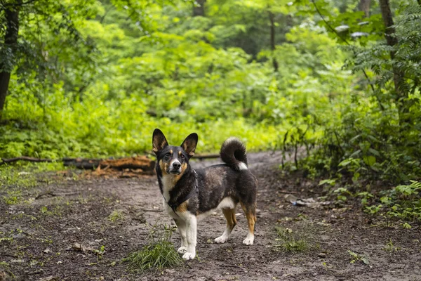 夏の森の中で可愛い子犬の散歩 — ストック写真