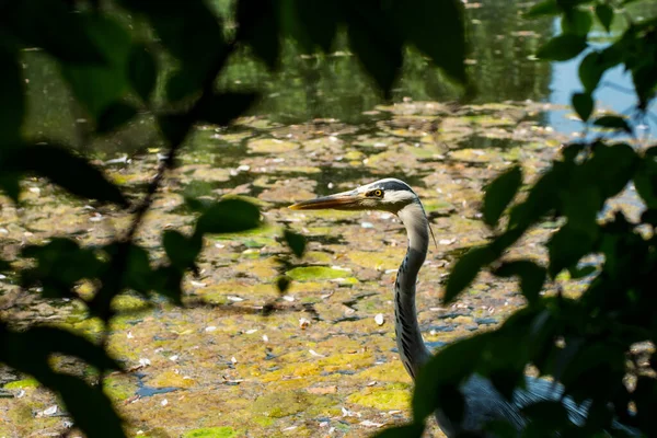 Nahaufnahme Reiher Teich — Stockfoto