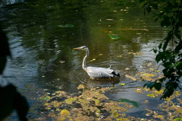 Close Heron Pond — Stock Photo, Image