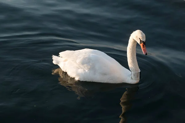 Cisne Blanco Con Rastreador Gps Nadando Estanque — Foto de Stock