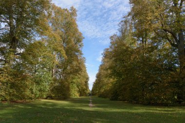 Nowton Park Avenue'de sonbahar kireç