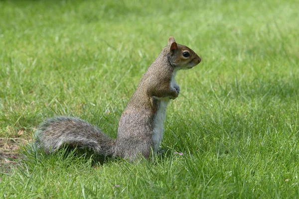 Grey Squirrel standing looking to right